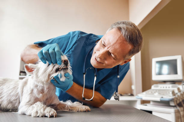 Best Emergency Dentist for Special Needs Patients in Lagunitas Forest Knolls, CA